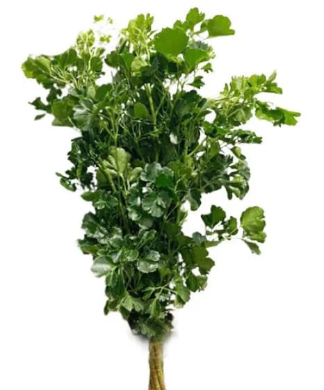 Đinh lăng