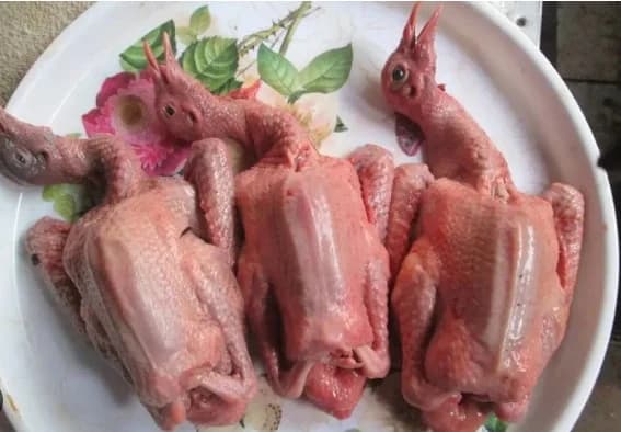 Bồ câu ra ràng làm sạch