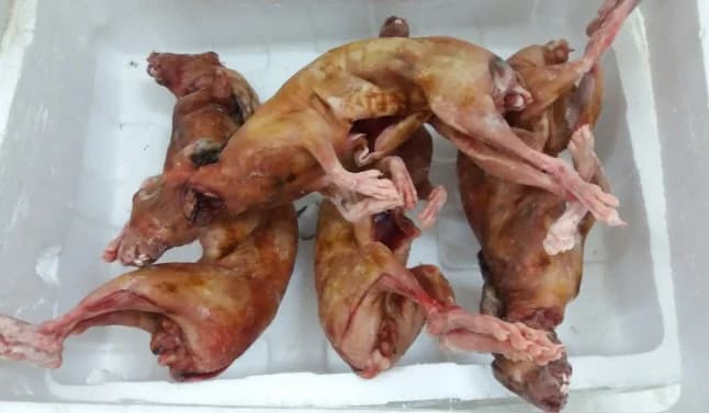 Thỏ làm sạch không đầu khò vàng
