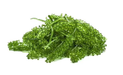 Rong nho tươi