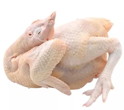 Gà ấp trứng