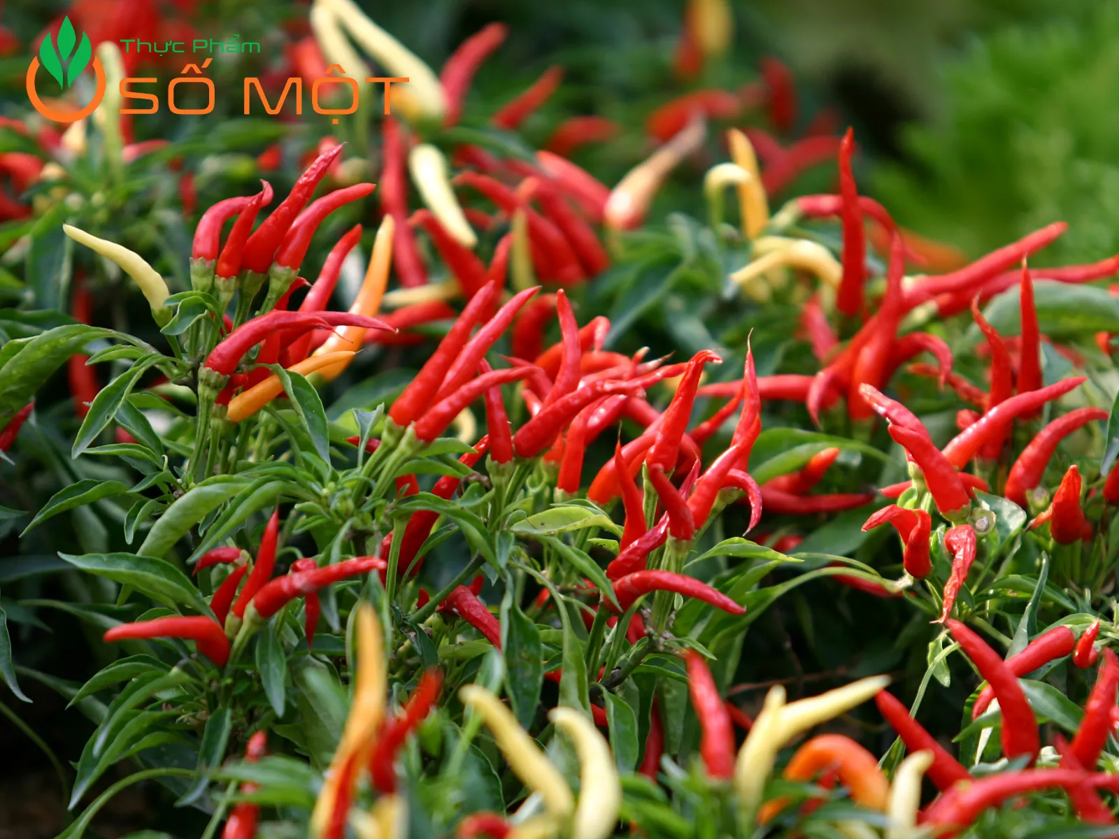 Giá ớt sừng đỏ dao động tùy mùa vụ, chất lượng trái