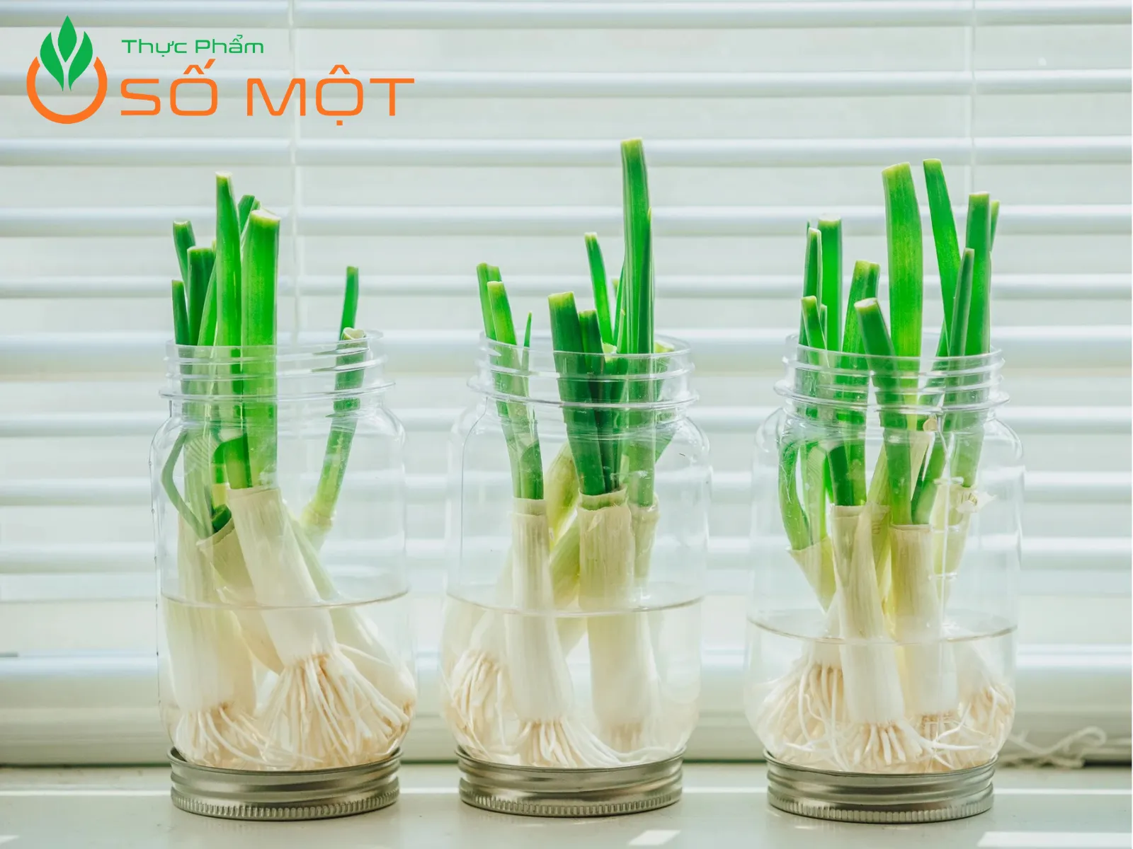 Ngâm hành lá thủy sinh là cách bảo quản hành lá không cần tủ lạnh