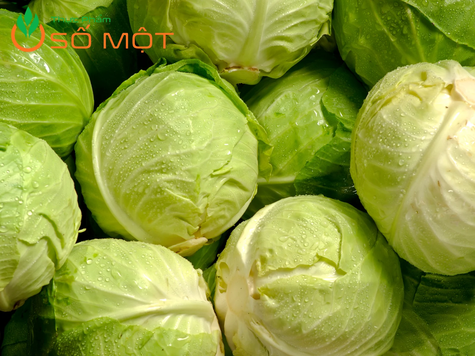 Bắp cải tại Thực Phẩm Số Một có độ tươi ngon tuyệt đối
