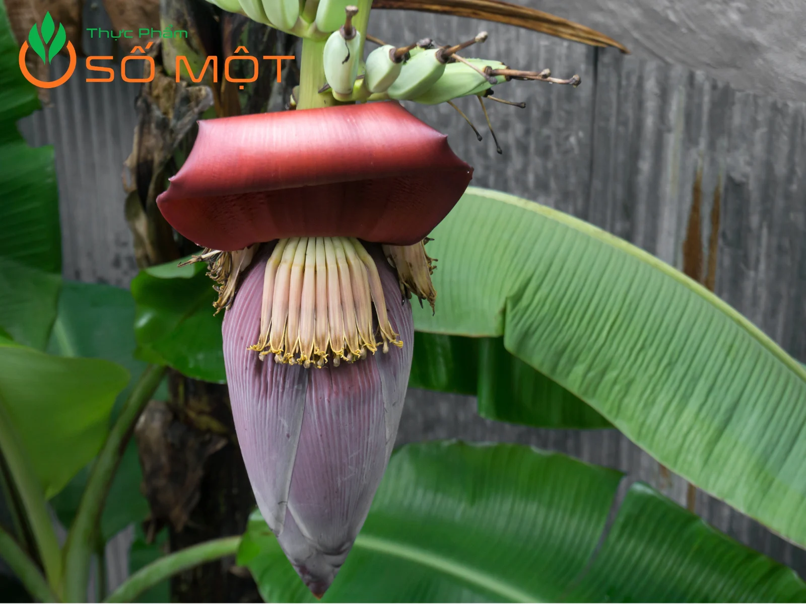 Bắp chuối (hay còn được gọi là hoa chuối) là một bộ phận quan trọng của cây chuối