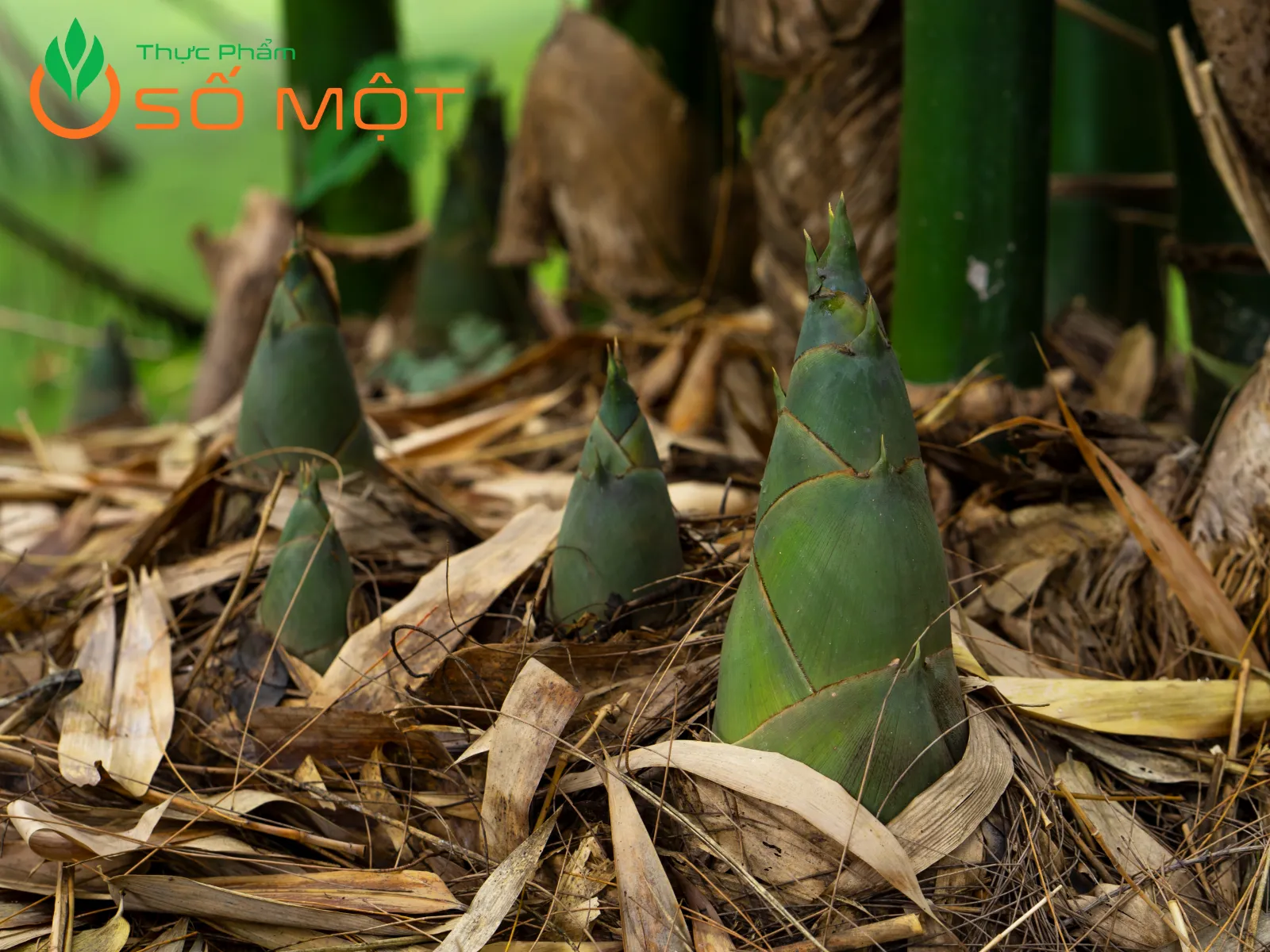 Búp măng tươi là phần non nhất của cây tre, được thu hoạch khi vừa mới nhú