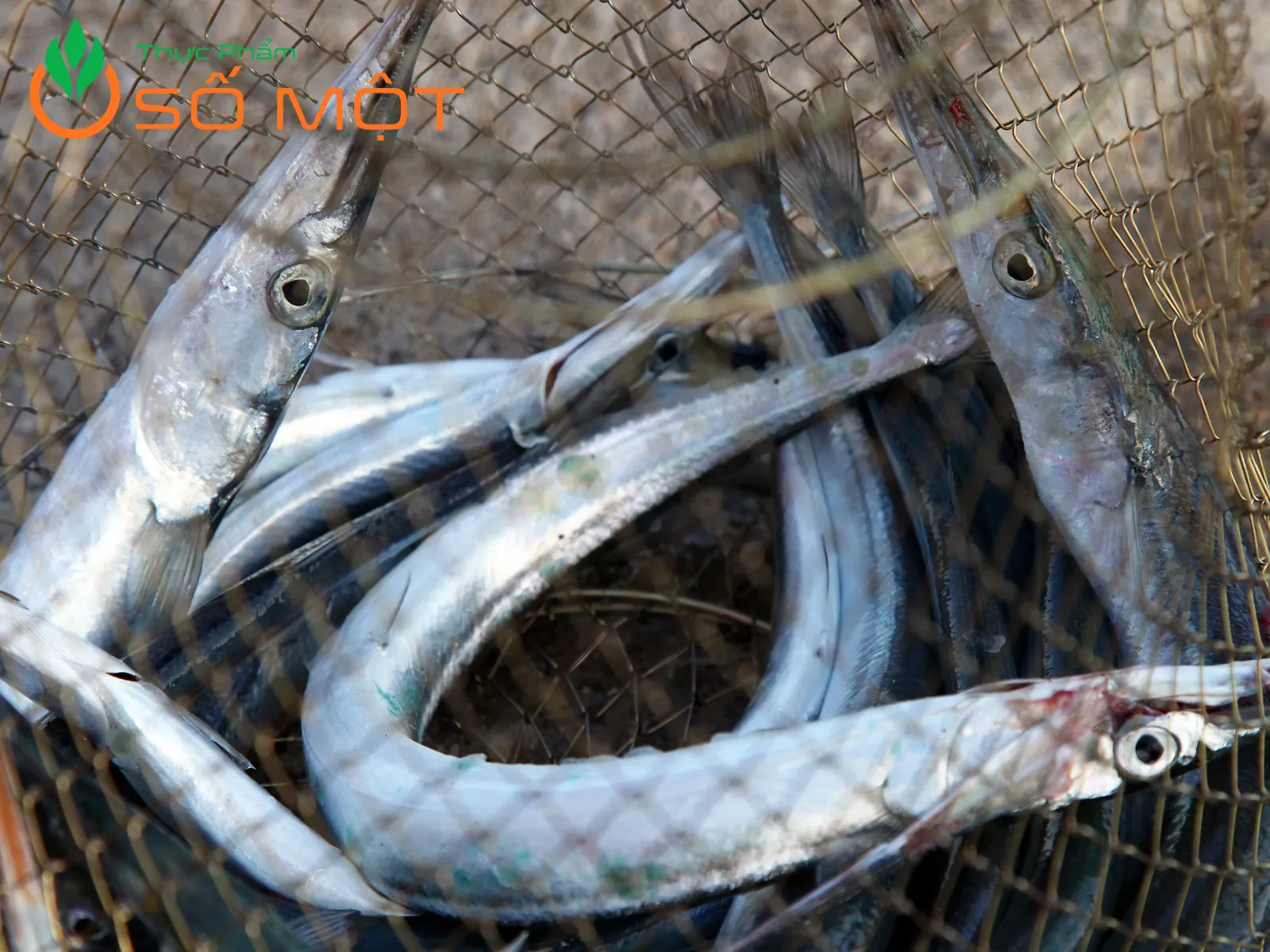 Cá hố là loại cá biển, sống ở vùng nước sâu