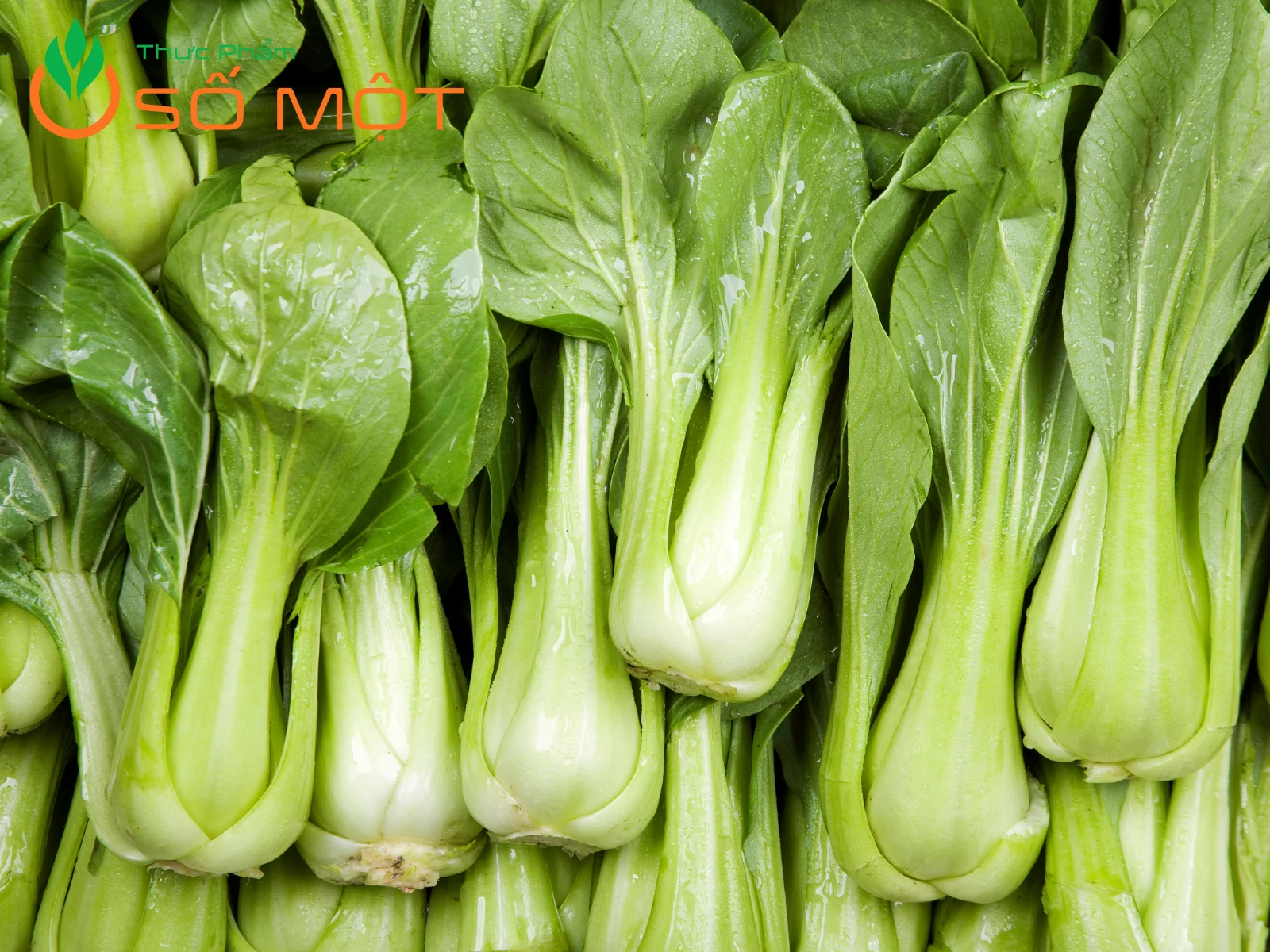 Thực Phẩm Số Một là nhà cung cấp cải thìa số lượng lớn, giá sỉ cạnh tranh nhất thị trường miền Nam