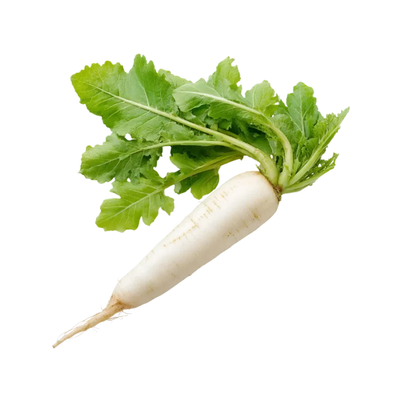 Củ cải trắng tươi ngon, giá sỉ tại Thực Phẩm Số Một