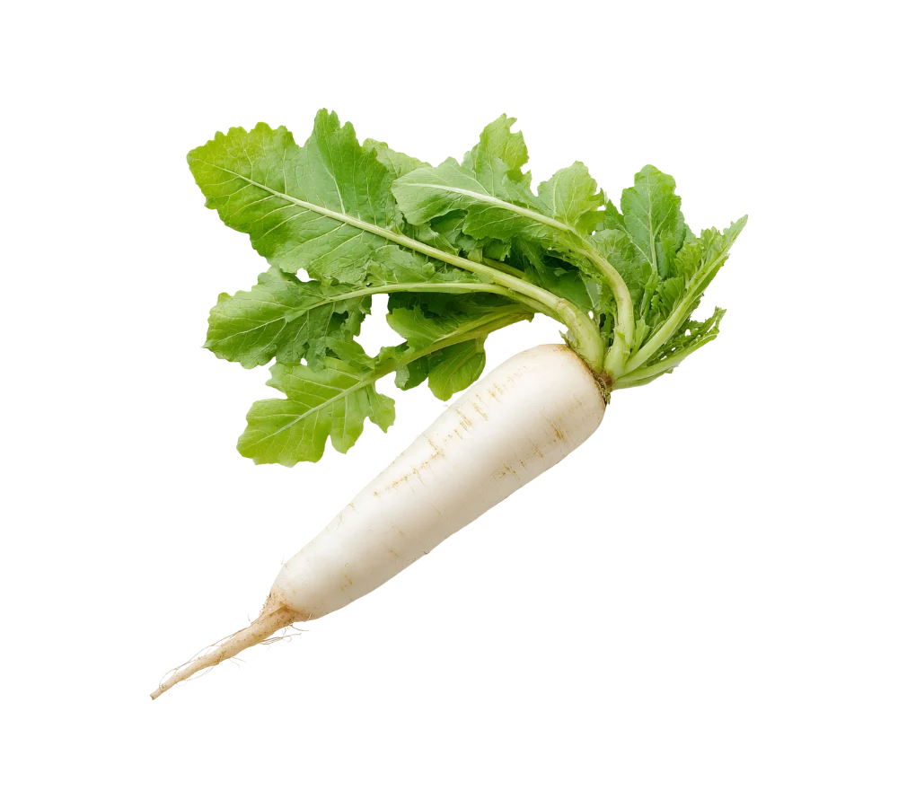 Củ cải trắng tươi ngon, giá sỉ tại Thực Phẩm Số Một