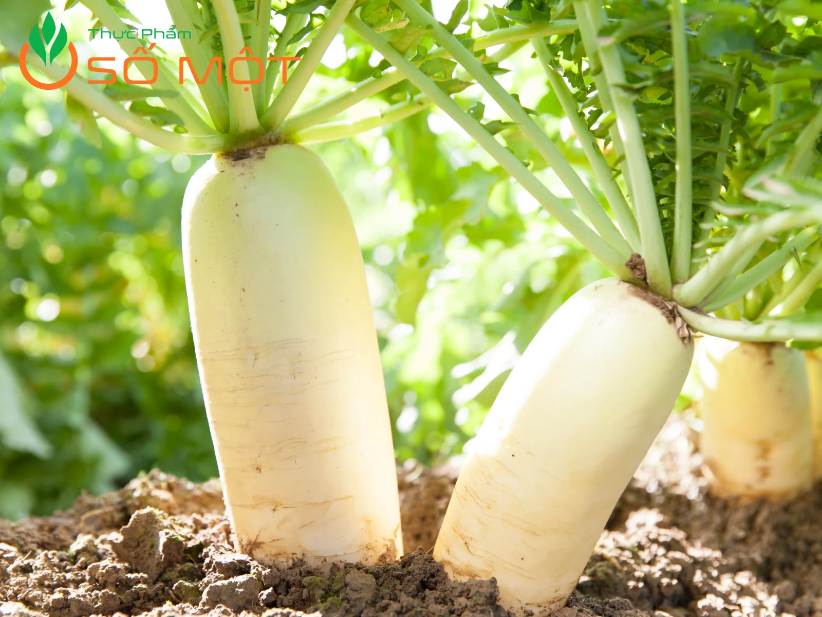 Thực Phẩm Số Một - Nhà cung cấp củ cải trắng giá sỉ tận vườn