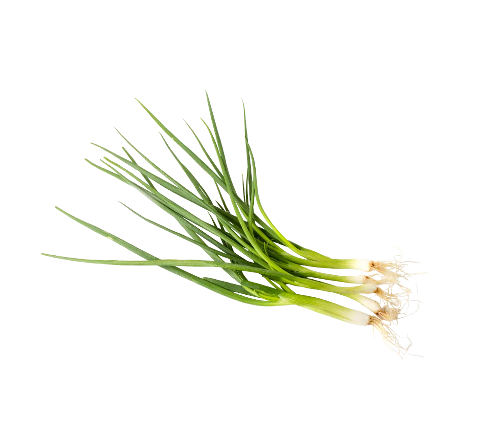 Hành lá tươi số lượng lớn giá sỉ tại Thực Phẩm Số Một