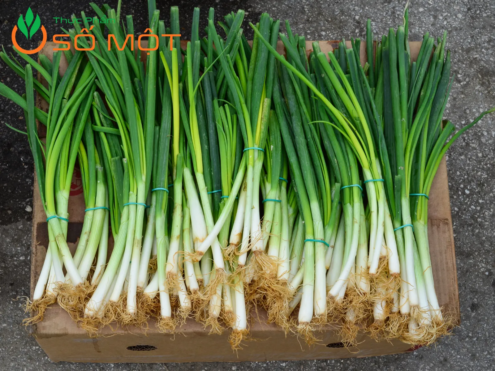 Để chọn hành lá tươi ngon cần chú ý đến màu sắc, mùi hương, kích cỡ,...