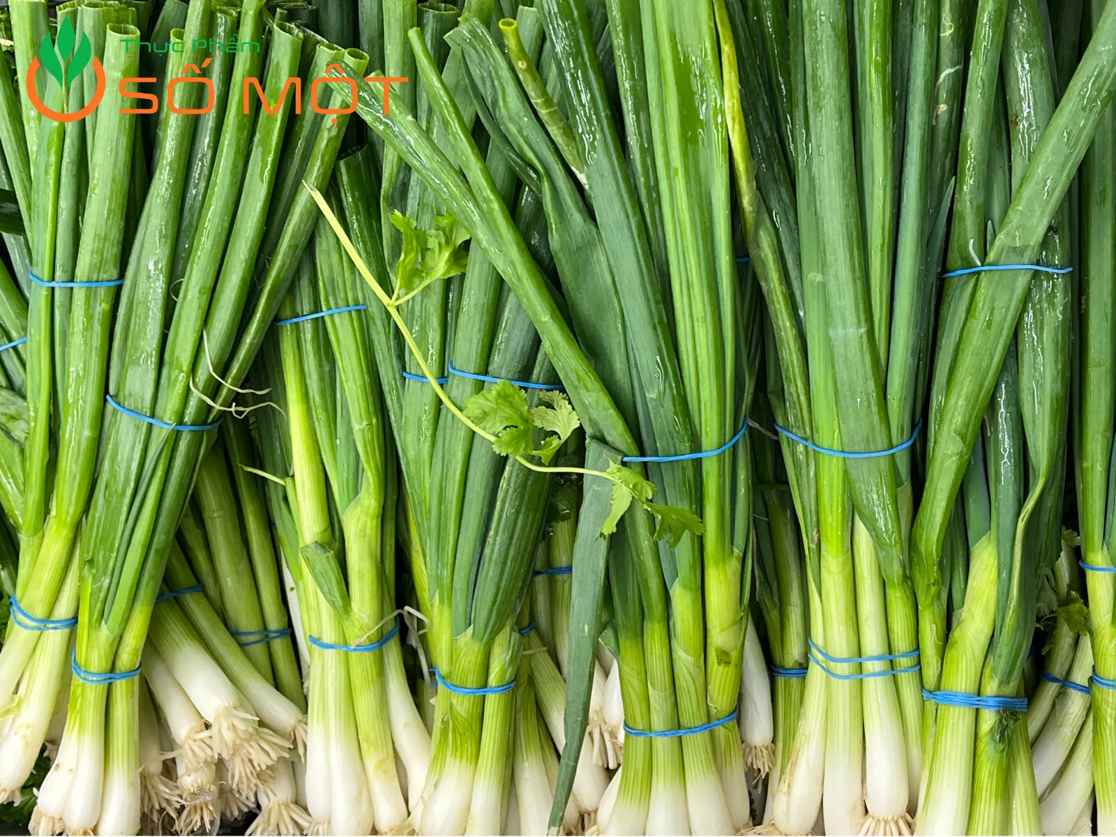 Thực Phẩm Số Một chuyên cung cấp hành lá tươi, không dập, giao tận nơi, giá tốt