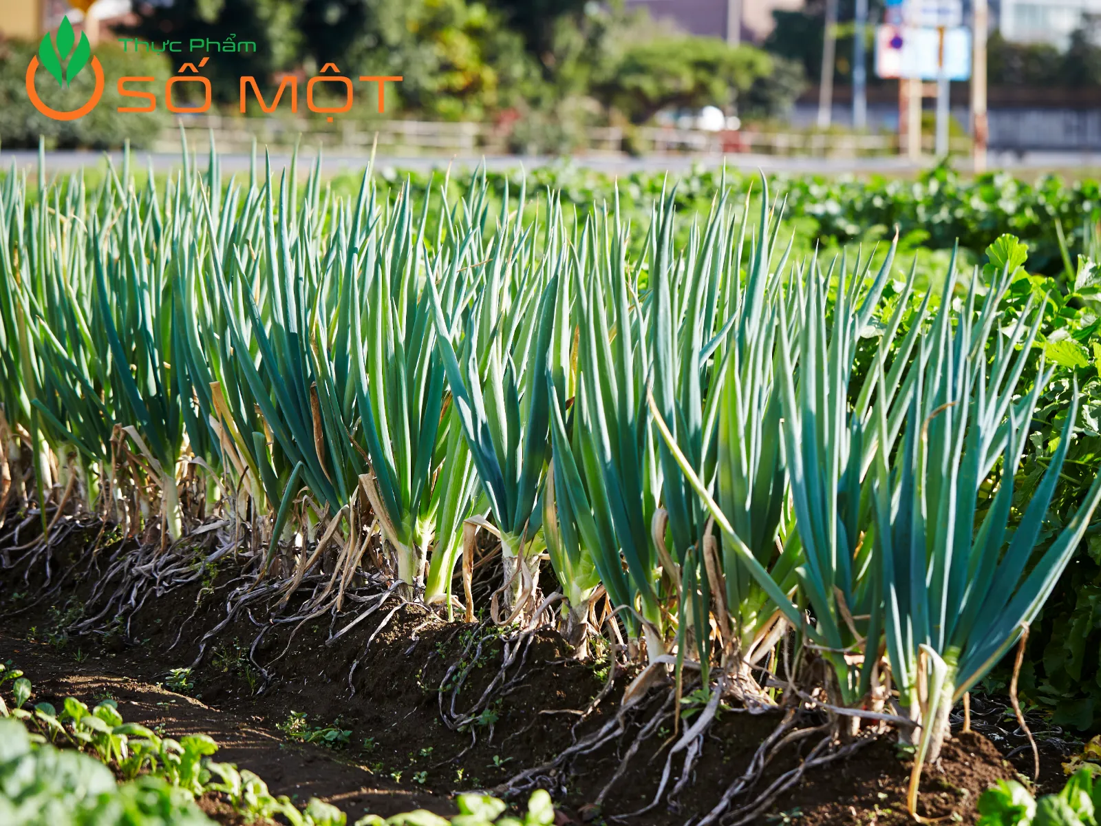 Hành lá tươi tại Thực Phẩm Số Một được mua từ vùng trồng đảm bảo an toàn