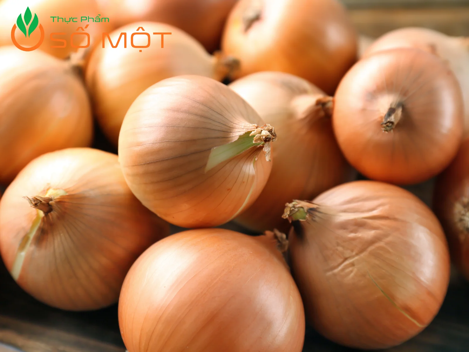 Thực Phẩm Số Một là nhà cung cấp củ hành tây giá sỉ