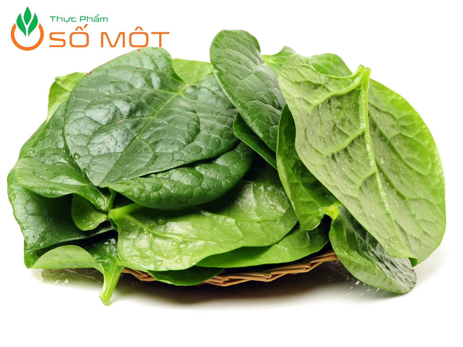 Chỉ lặt lấy lá và đọt non, bỏ những lá dập nát