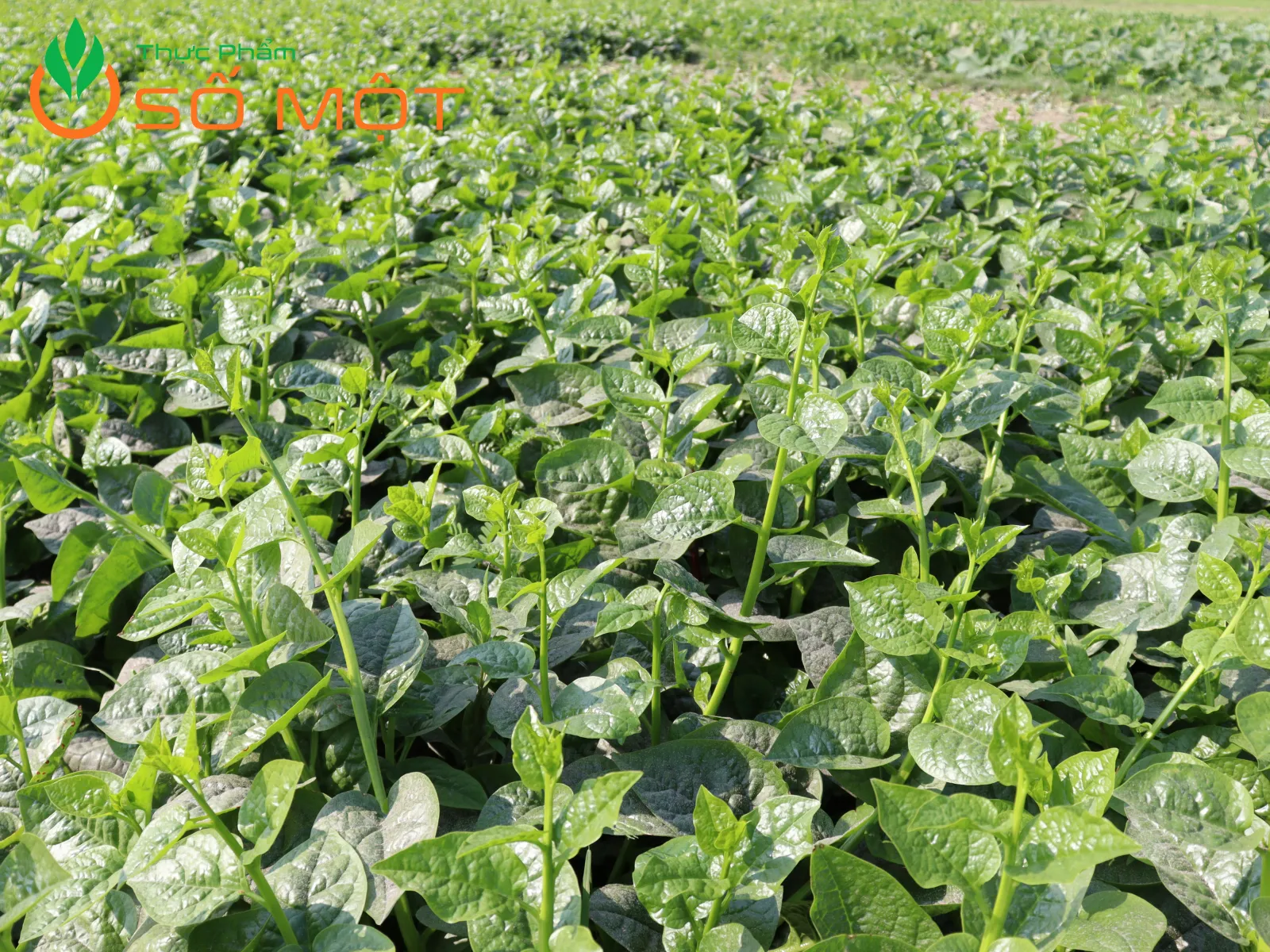 Rau mồng tơi tại Thực Phẩm Số Một được cung cấp tươi mới theo ngày, giá sỉ cạnh tranh