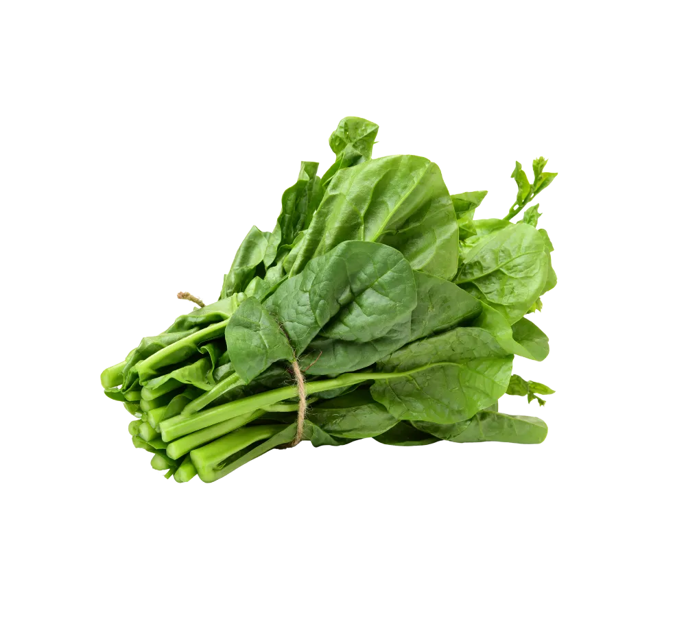 Rau mồng tơi tươi ngon giá sỉ tại Thực Phẩm Số Một