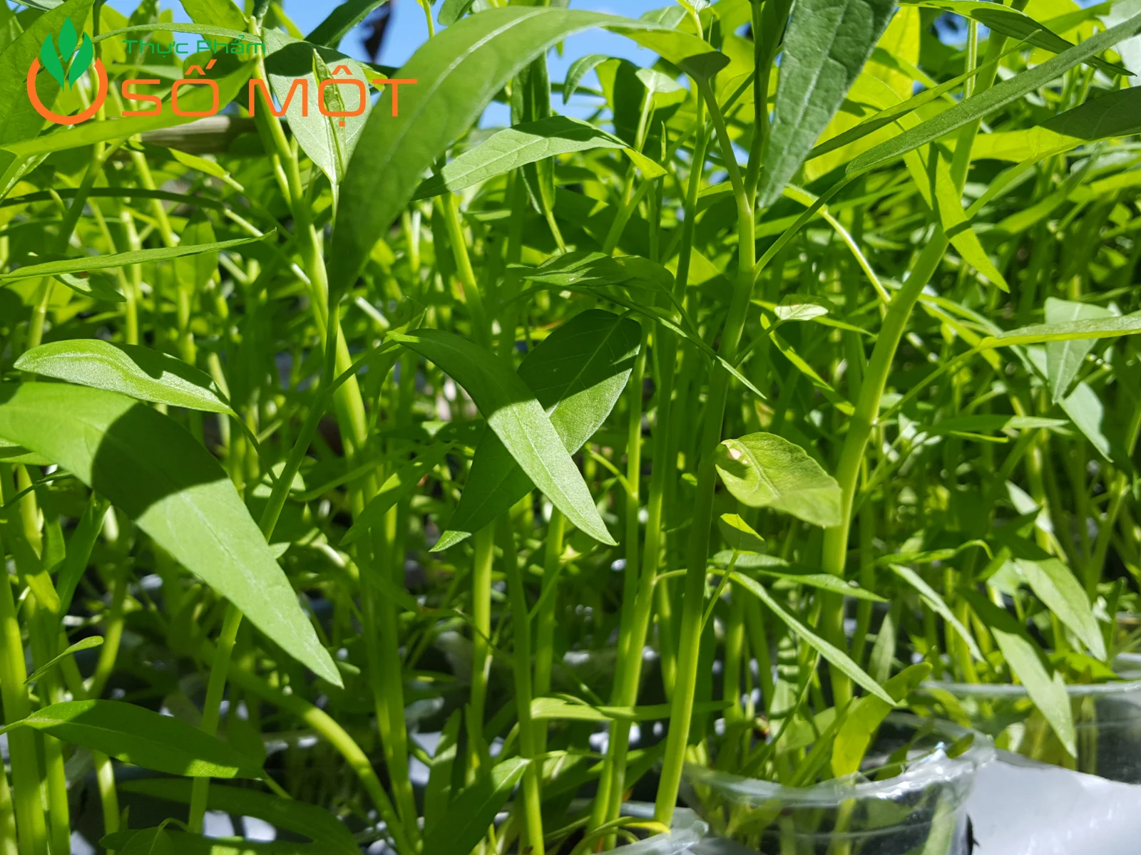 Rau muống hạt có thân nhỏ, trắng xanh, ít rỗng ruột