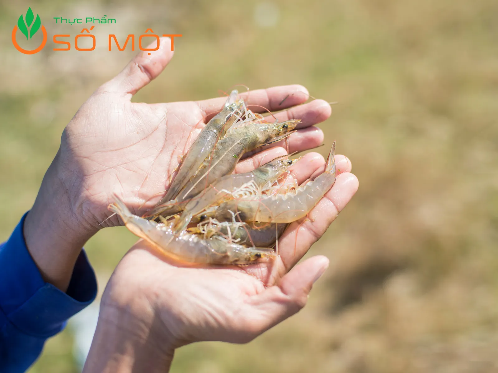 Giá cả tôm thẻ tại Thực Phẩm Số Một cực tốt