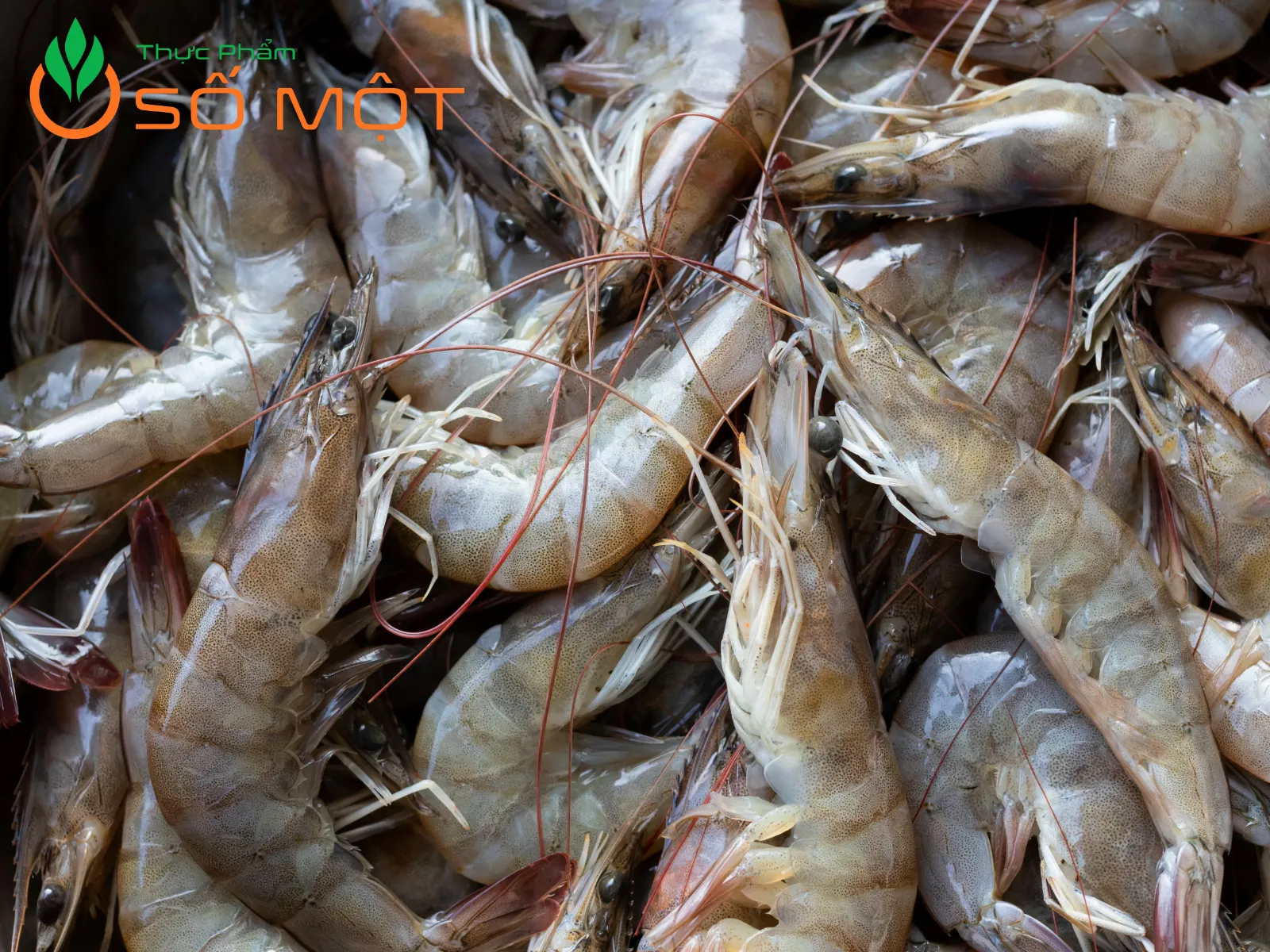 Thực Phẩm Số Một chuyên cung cấp tôm thẻ tươi ngon, giá sỉ