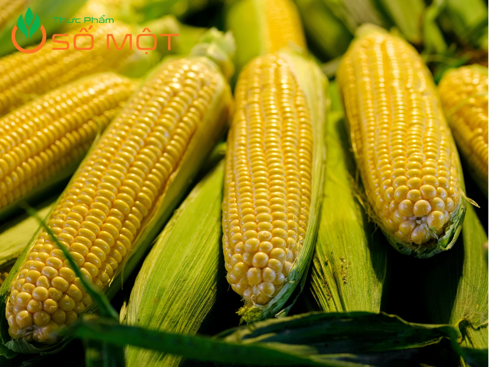 Bắp Mỹ có nhiều công dụng đối với sức khỏe