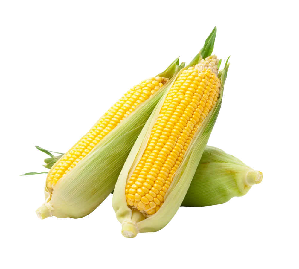 Bắp Mỹ tươi ngon, giá sỉ tốt tại Thực Phẩm Số Một