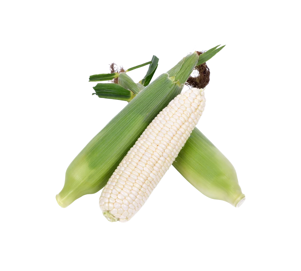 Bắp nếp giá sỉ tại Thực Phẩm Số Một