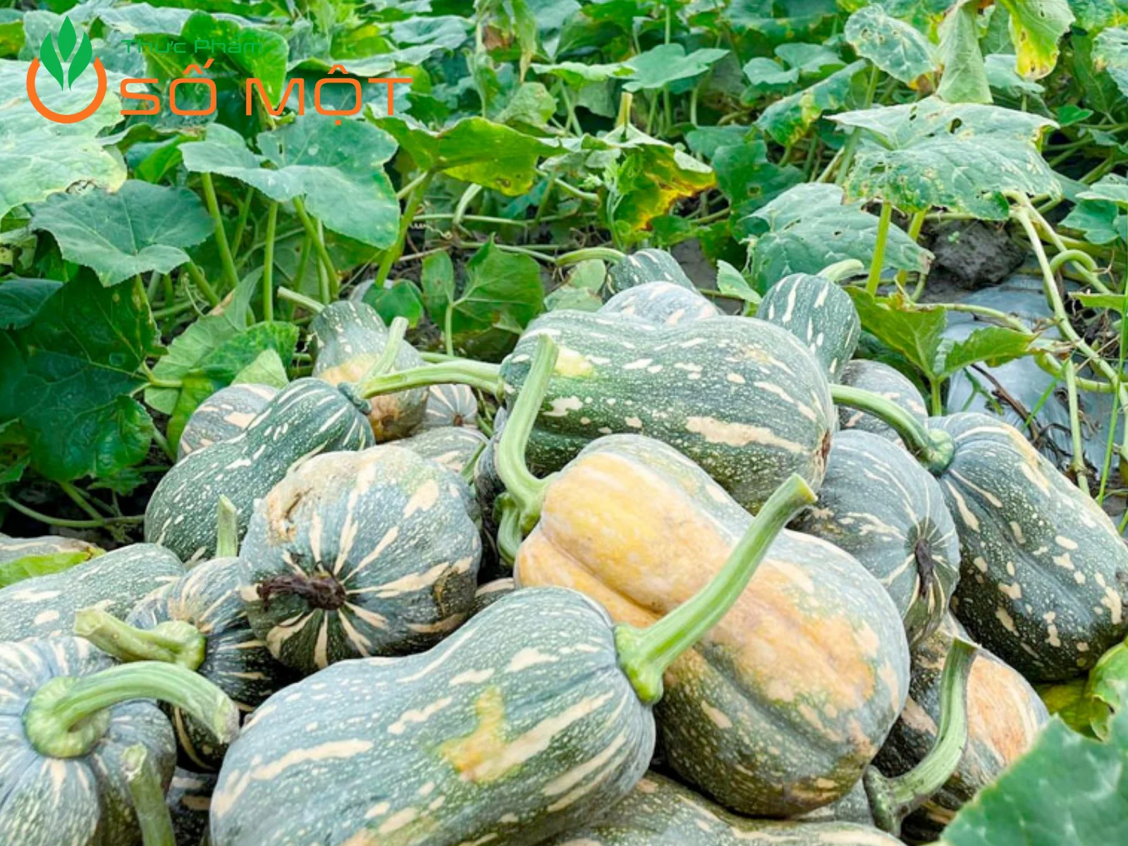 Thực Phẩm Số Một chọn bí đỏ từ những nguồn chuyên canh lớn, đạt chuẩn an toàn