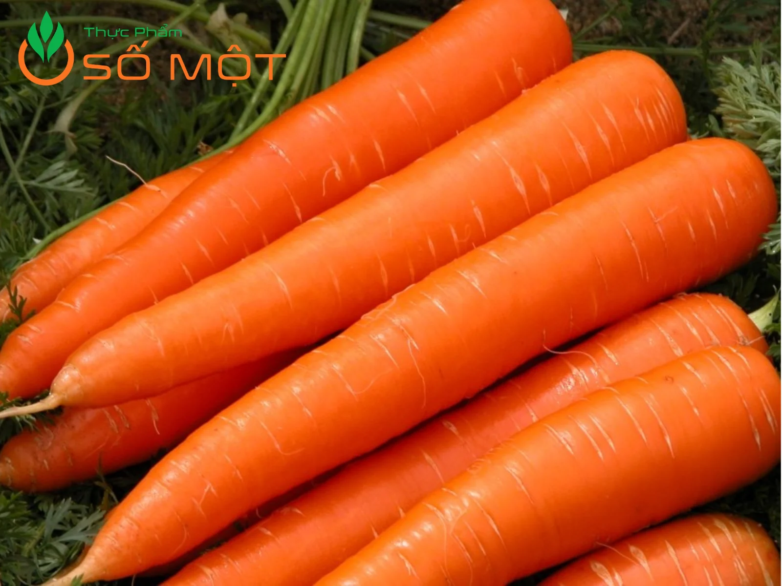 Thực Phẩm Số Một luôn cung cấp cà rốt tươi mỗi ngày