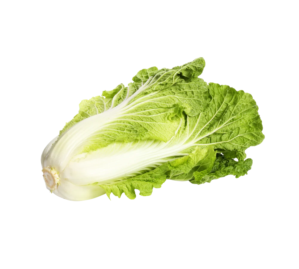 Cải thảo tươi sạch giá sỉ tại Thực Phẩm Số Một