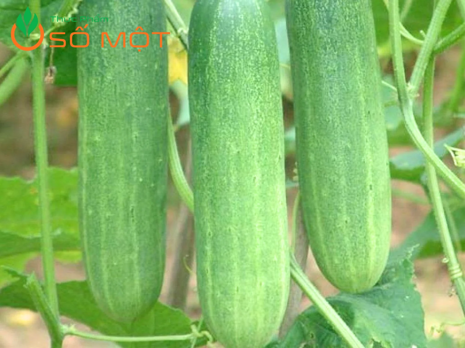 Nên chọn những quả dưa leo thẳng, ít cong, màu xanh đều