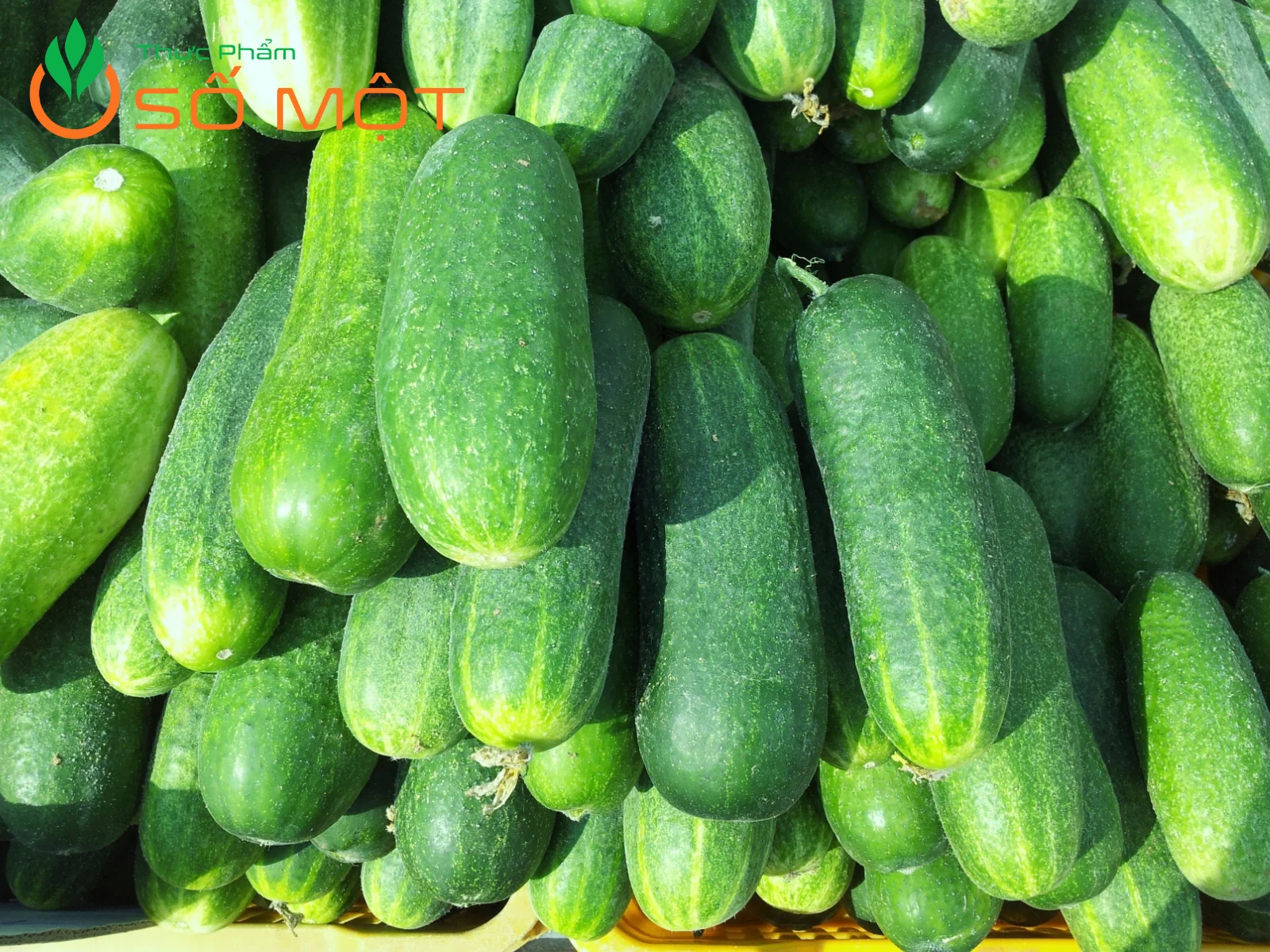 Nếu bạn cần mua dưa leo giá sỉ, hãy liên hệ Thực Phẩm Số Một