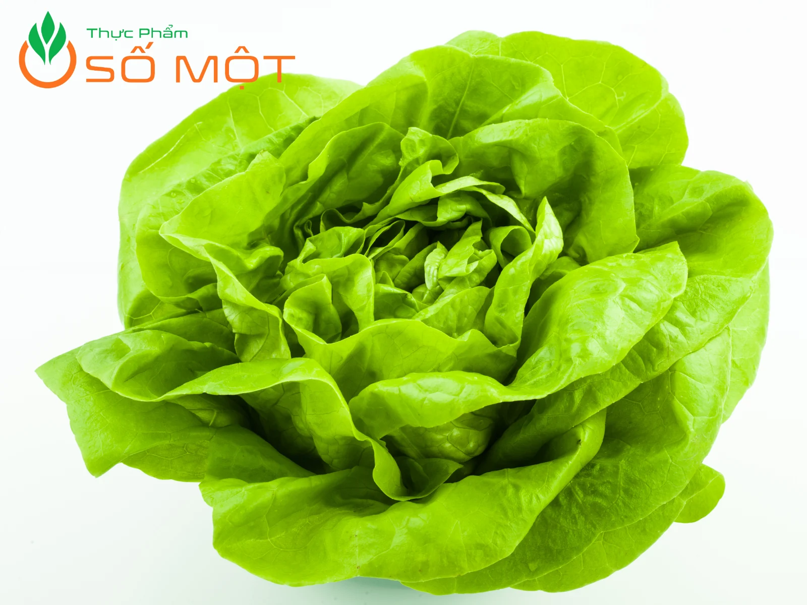 Xà lách mỡ rất nhiều giá trị dinh dưỡng, tốt cho sức khỏe