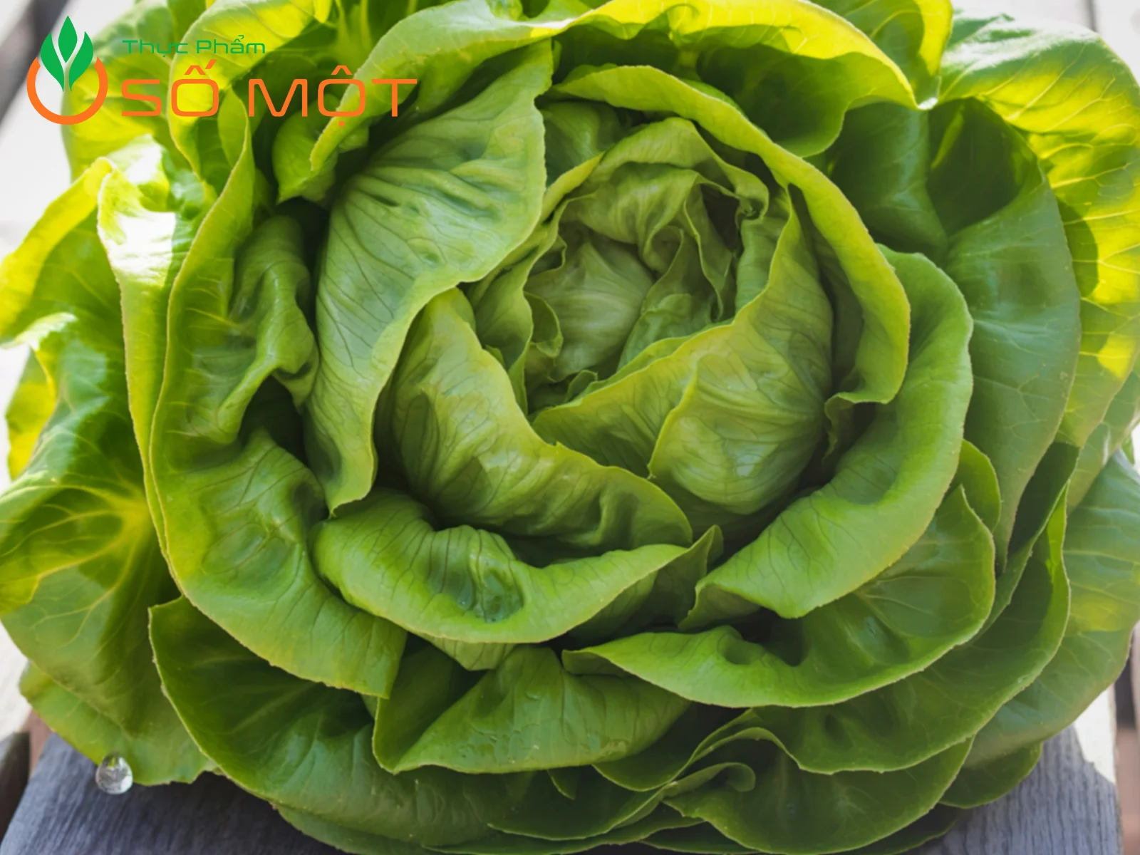 Thực Phẩm Số Một chuyên cung cấp xà lách mỡ sạch, chất lượng đồng đều