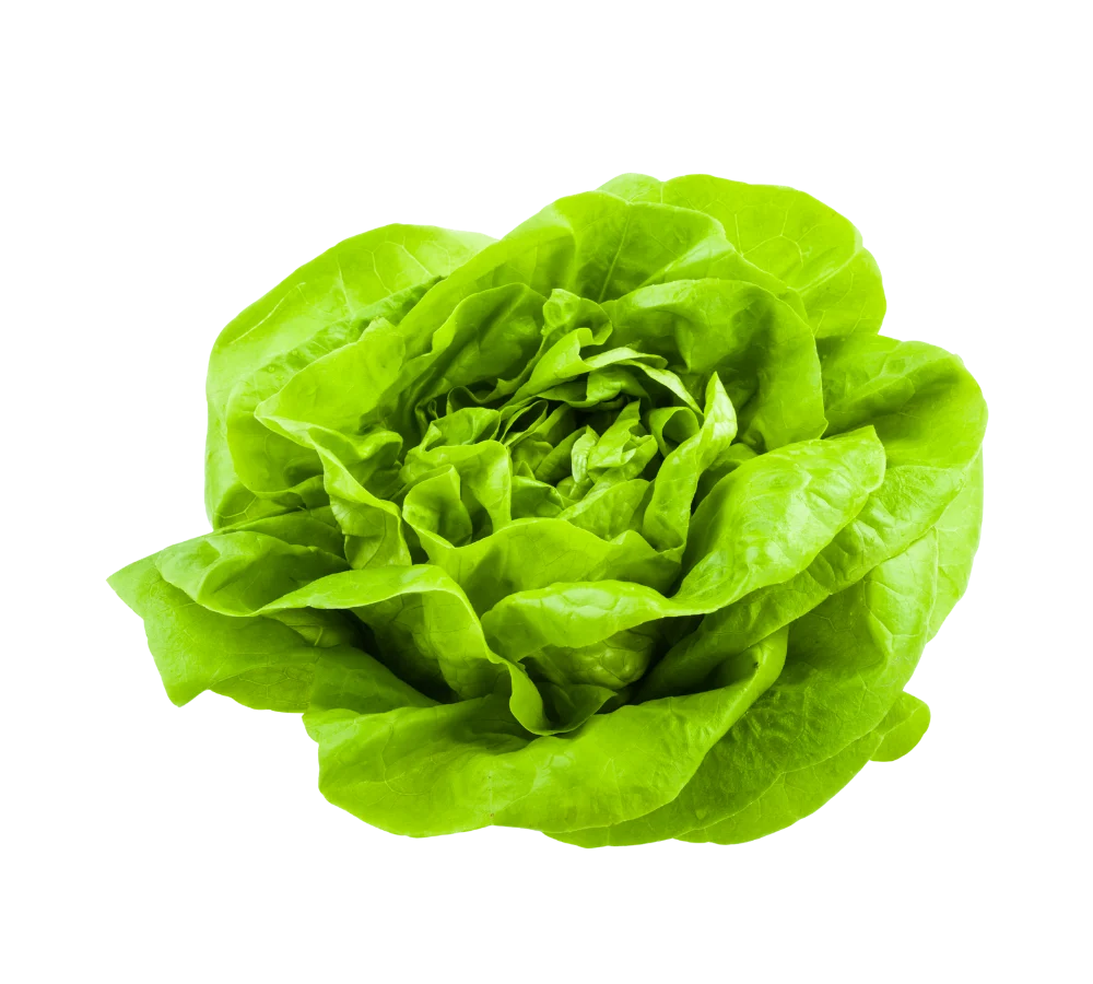 Xà lách mỡ giá sỉ tại Thực Phẩm Số Một