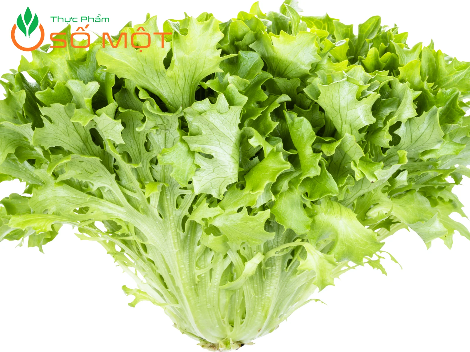 Xà lách xoăn ít calo, thích hợp cho chế độ ăn uống healthy, lành mạnh