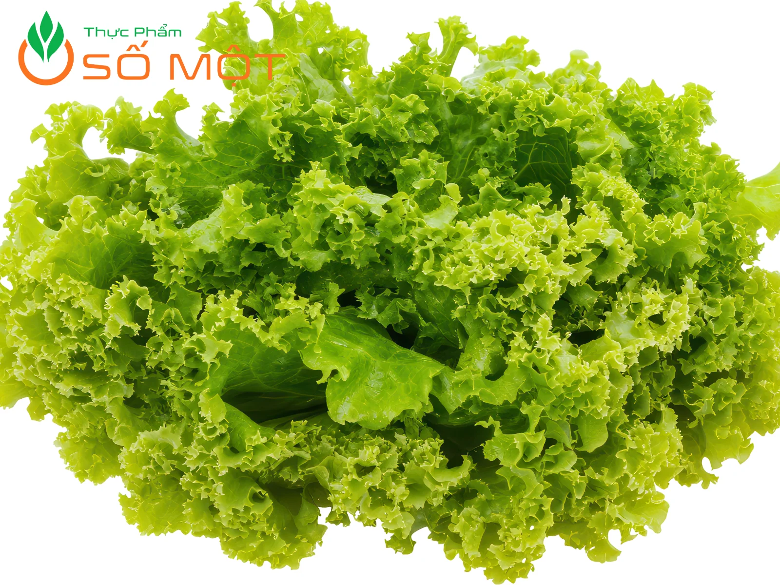 Thực Phẩm Số Một cung cấp xà lách xoăn chất lượng, giá sỉ cạnh tranh