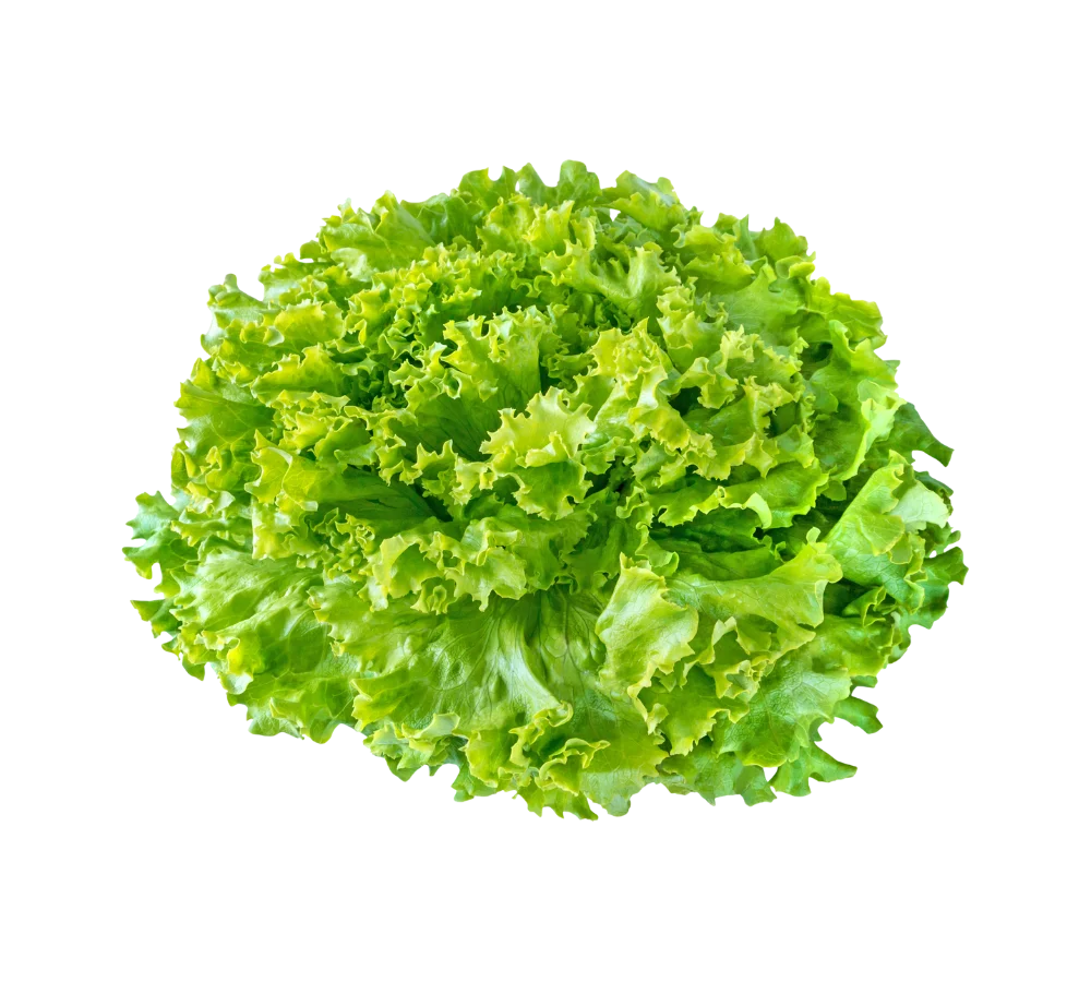 Xà lách xoăn giá sỉ Thực Phẩm Số Một